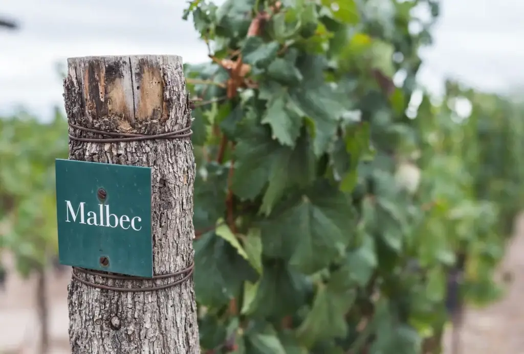 Argentinian Wines